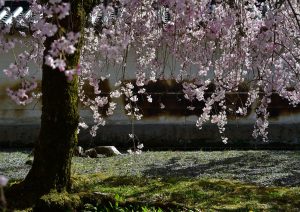 枝垂桜　