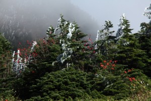 初雪に忍び寄る冬