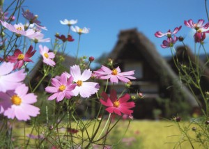 秋桜