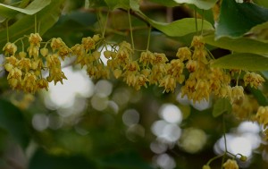 菩提樹