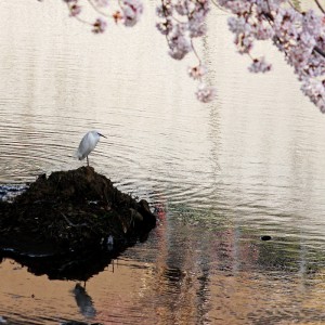 春の流れ