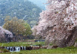 桜吹雪