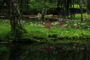 初夏水辺の彩り