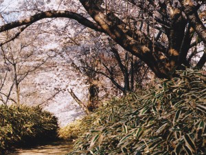 桜小径