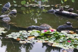 睡蓮と生き物たち