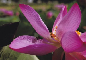 花園の散策