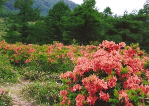 高原の華