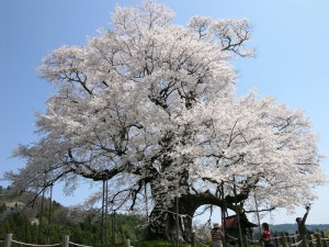 醍醐桜