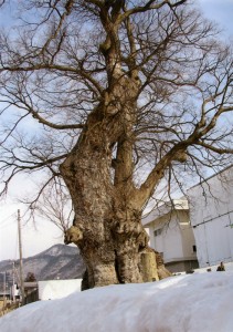 東根のけやき