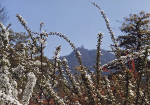 早春の岐阜城