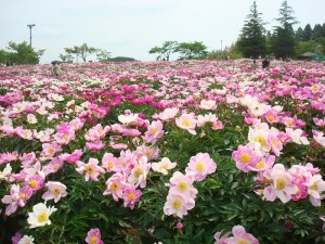 芍薬の丘