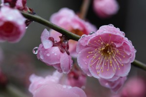 雨滴な梅花