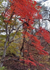 紅葉