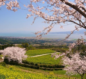 白木原高原の桜