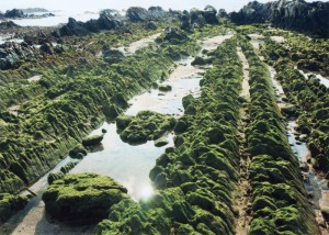 蒼き岩礁