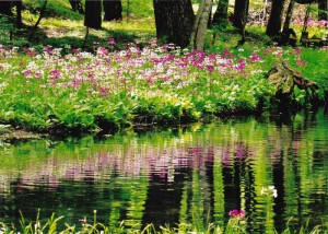 高原の花群生