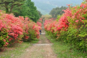 徳仙大山つつじ