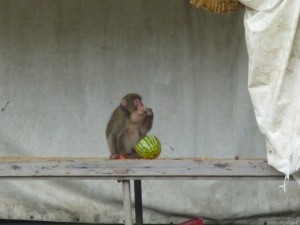 スイカ泥棒