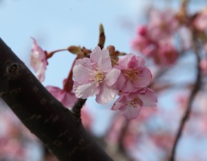 河津桜