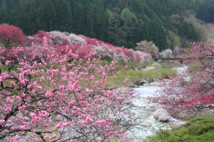 花桃の郷