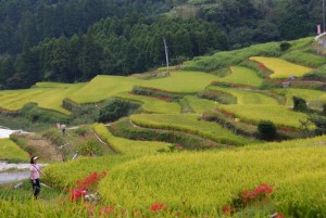 江里山の棚田