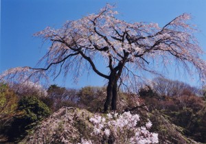 陽春に咲く