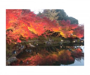 紅葉ライトアップ
