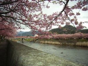 過疎の町に咲く