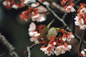 花散歩