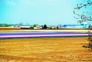 虹の花畑