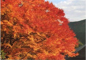 鞍馬・紅葉