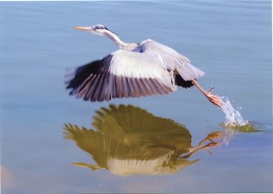 水温む