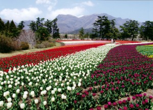 花咲く丘