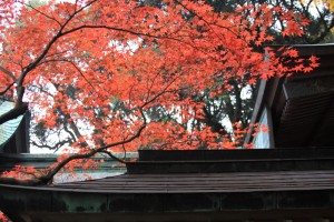 秋早朝の神社