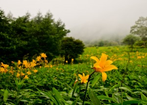 霧中の花宴