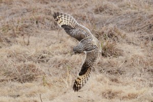 コミミズク飛翔