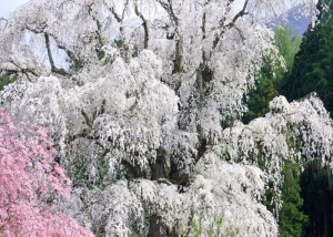 水中の古桜