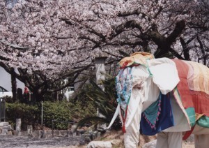 春の日泰寺