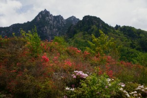 初夏の花園