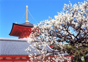 中山寺の白梅