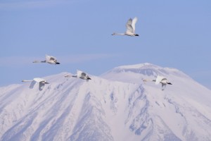 白鳥とオオワシ