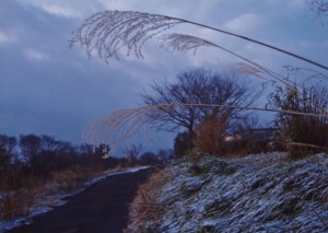 春の雪