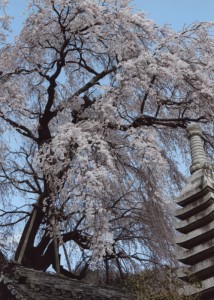 しだれ桜