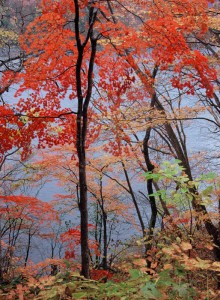 湖畔の彩り