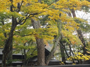 樹木に囲まれた武家屋敷