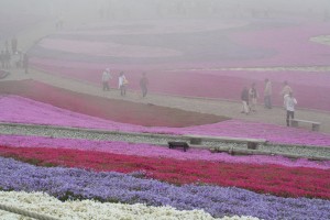 芝桜