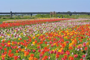 花の路