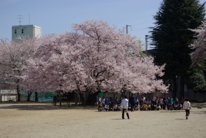 学舎の桜