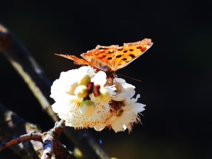 花と蝶