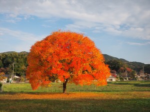 朝日に輝く